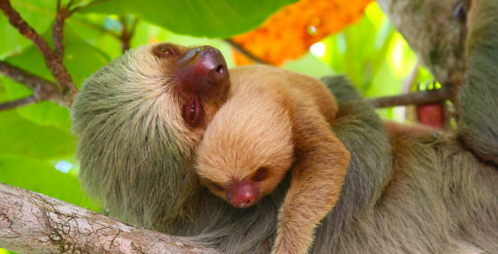 JUNGLE & PLAGE DU COSTA RICA AVEC VOL INCLUS
