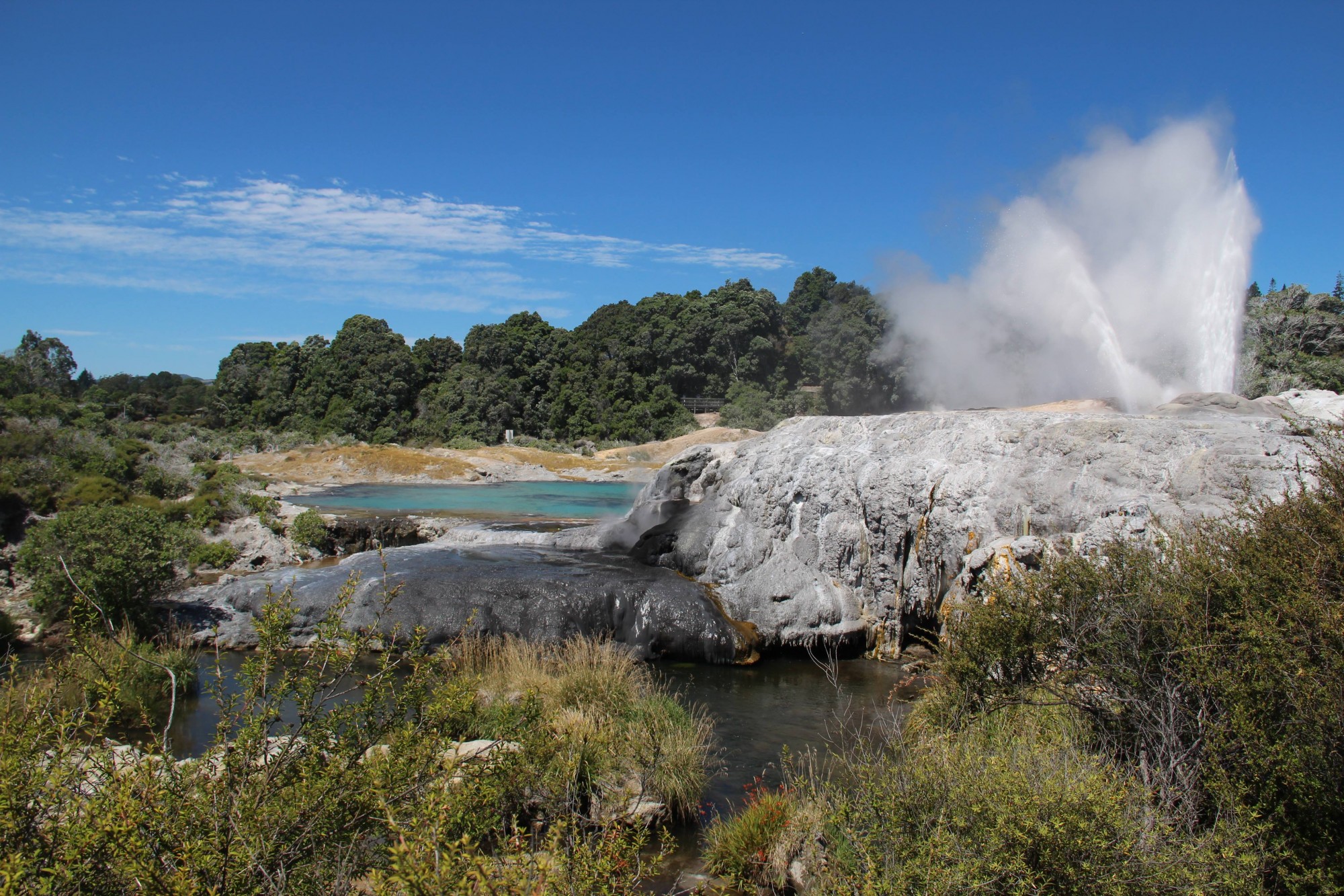 Geyser,  Rotorua