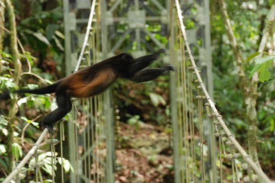 JUNGLE & PLAGE DU COSTA RICA AVEC VOL INCLUS