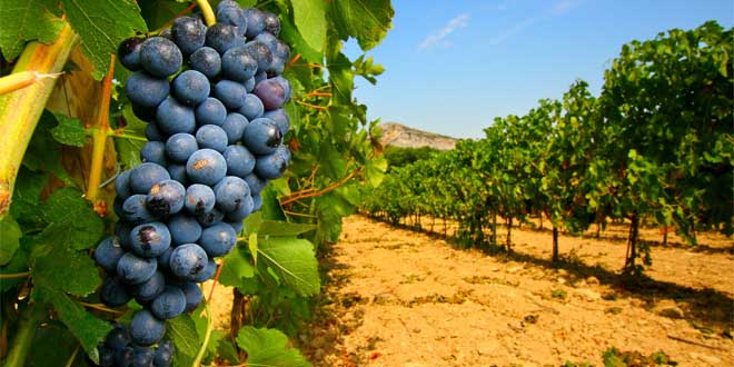 DÉCOUVERTE DE VIGNOBLE DE LA PROVENCE ET DU HAUT VAR - 3 JOURS DU 23 AU 25 OCTOBRE 2020