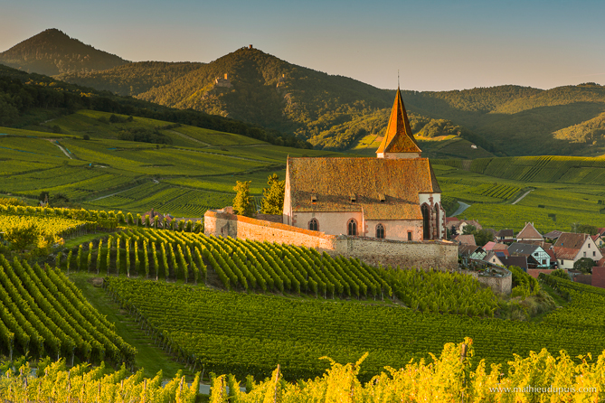 Vignobles de la route des vins d'Alsace