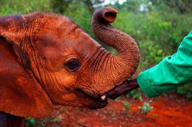 CIRCUIT AU KENYA : AU KILIMANDJARO AND BEACH EN PENSION COMPLETE