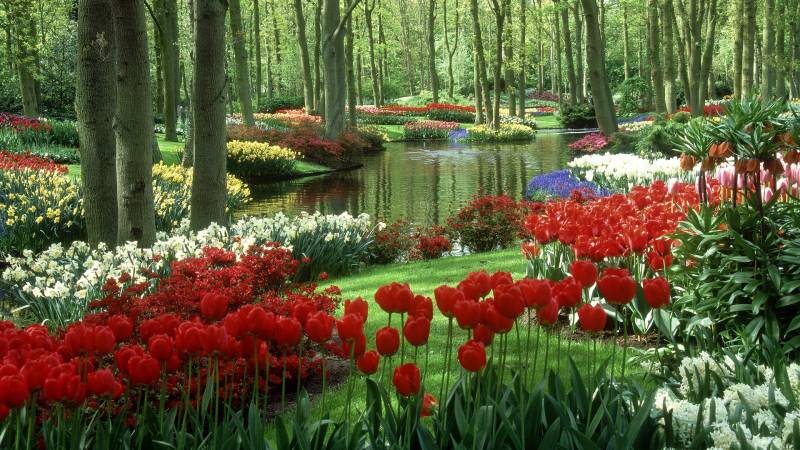 Le magnifique parc de Keukenhof au Pays Bas